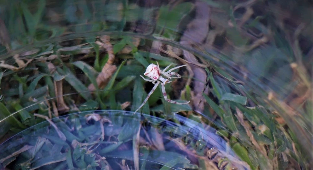 İnsan yüzlü örümcek görenleri şaşırttı